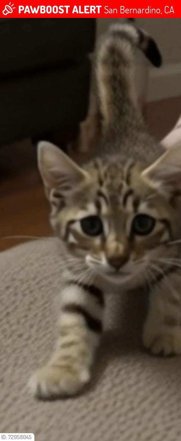 Lost Male Cat last seen San bernardino, San Bernardino, CA 92401