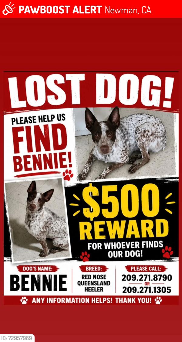 Lost Male Dog last seen R st, Newman, CA 95360