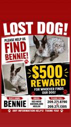 Lost Male Dog last seen R st, Newman, CA 95360