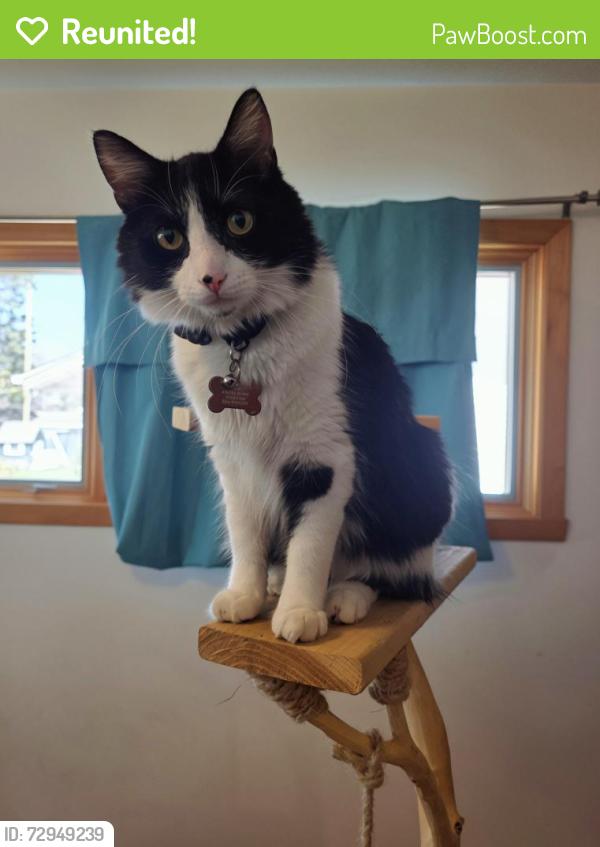 Reunited Male Cat last seen Northport hornbachers and north high, Fargo, ND 58102