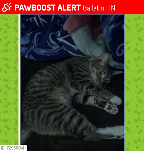 Lost Male Cat last seen Cavalcade Loop in Carrellton, Gallatin, TN 37066