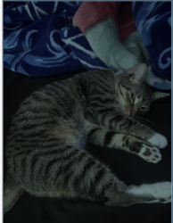 Lost Male Cat last seen Cavalcade Loop in Carrellton, Gallatin, TN 37066