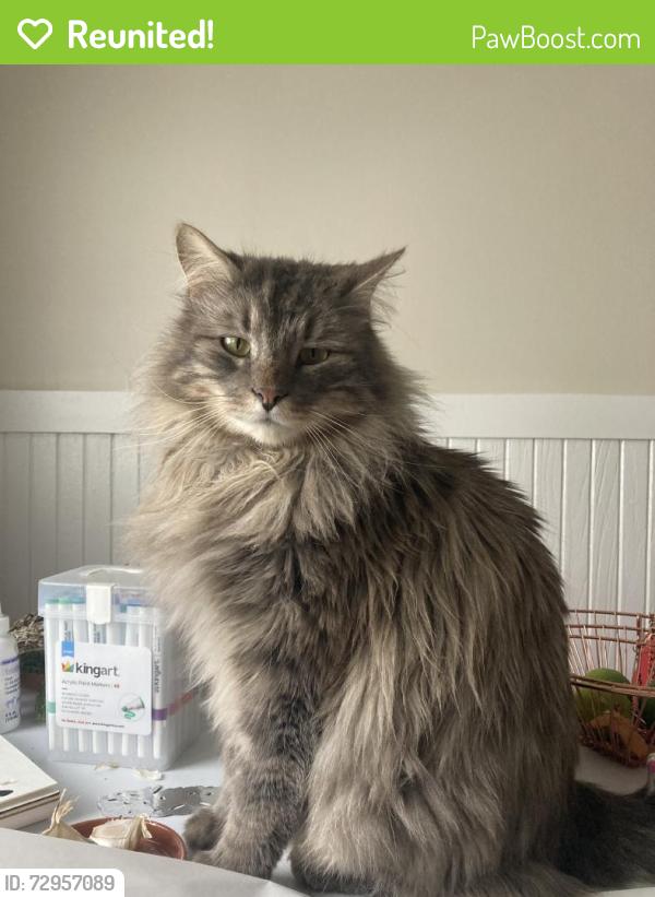 Reunited Male Cat last seen Fessenden St, Portland, ME, USA, Portland, ME 04101