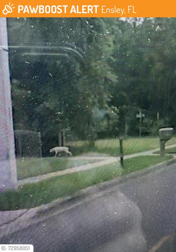 Found/Stray Female Dog last seen Airway and smiley , Ensley, FL 32514
