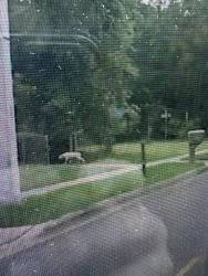 Found/Stray Female Dog last seen Airway and smiley , Ensley, FL 32514