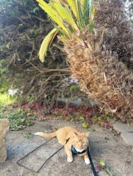 Lost Male Cat last seen Spring valley, Spring Valley, CA 91977