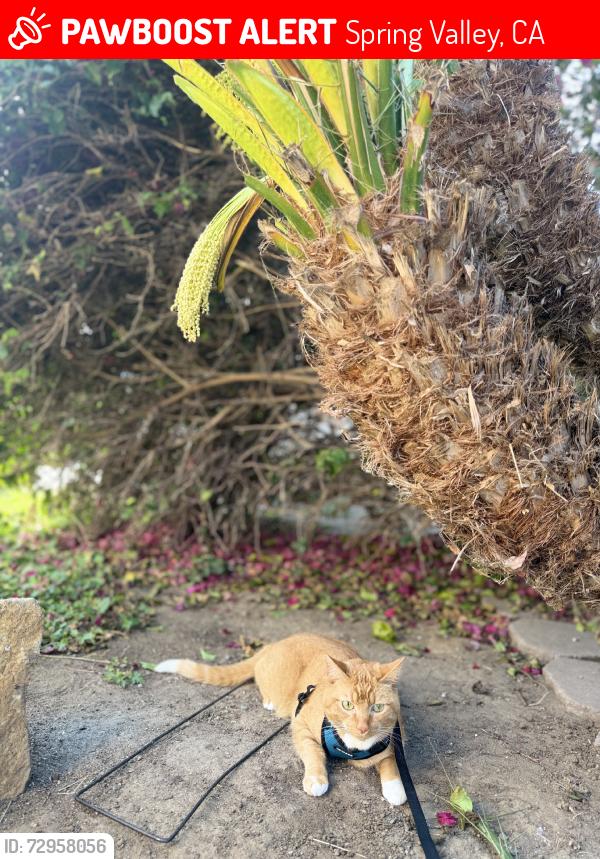 Lost Male Cat last seen Spring valley, Spring Valley, CA 91977
