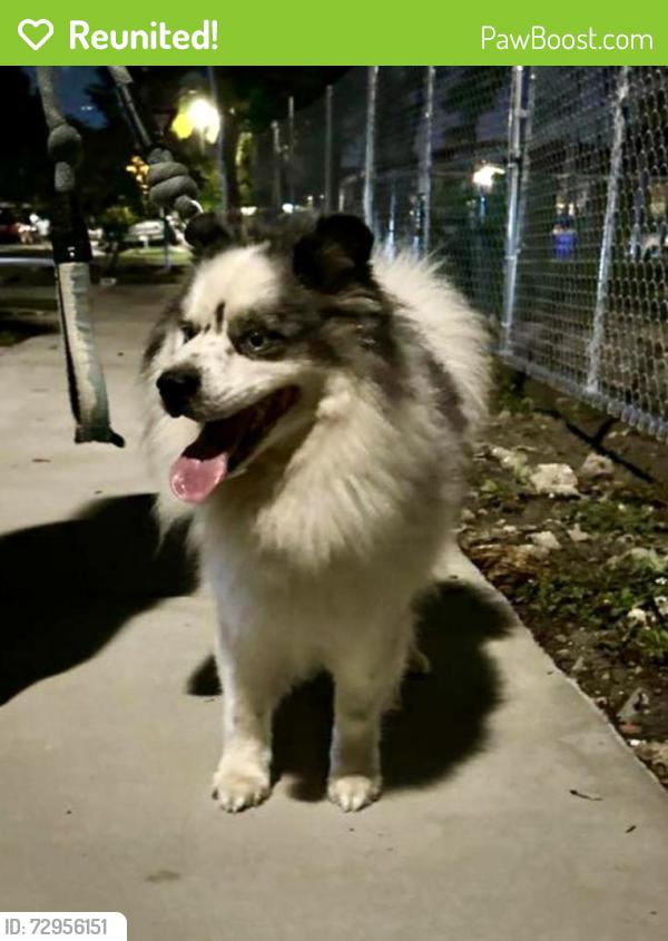 Reunited Male Dog last seen SW 19th Ave & SW 24th Terrace, Miami, FL 33145
