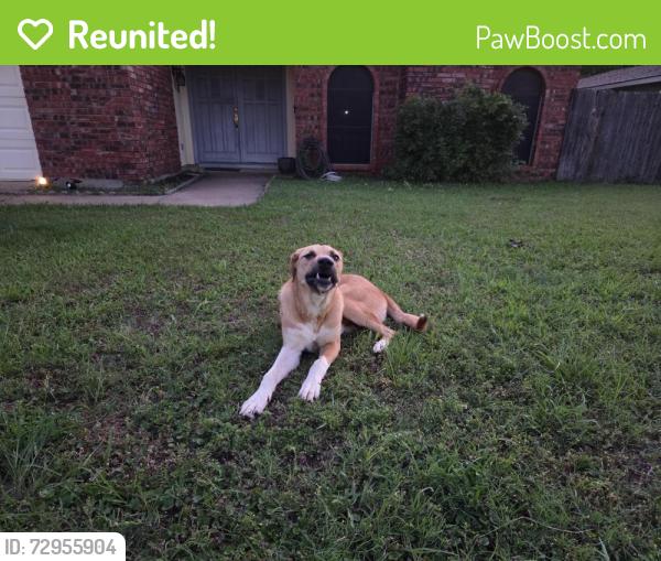 Reunited Unknown Dog last seen Near woodfield drive, Arlington, TX 76016
