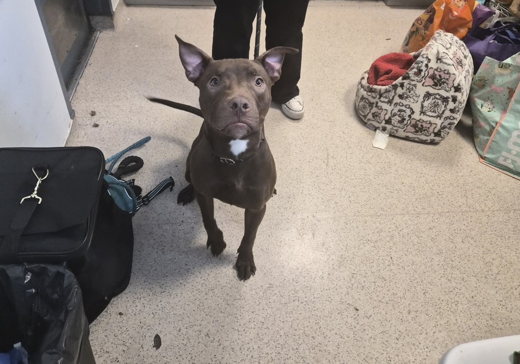 Shelter Stray Male Dog last seen Near W 135th Street, NEW YORK, NY, 10030, New York, NY 10029