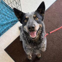 Shelter Stray Male Dog last seen UT, Taylorsville, UT 84123