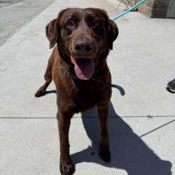 Shelter Stray Male Dog last seen UT, Taylorsville, UT 84123