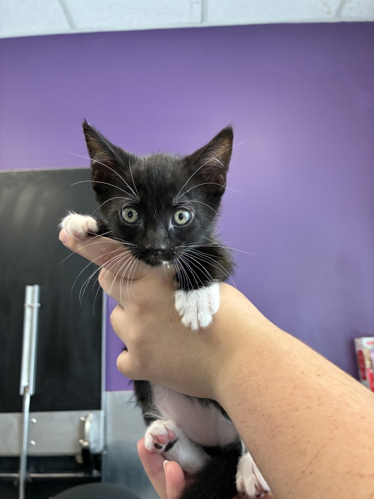 Shelter Stray Female Cat last seen Near E 3745 S, MILLCREEK, UT, 84106, 511 W 3900 S, Salt Lake City, UT 84123, USA