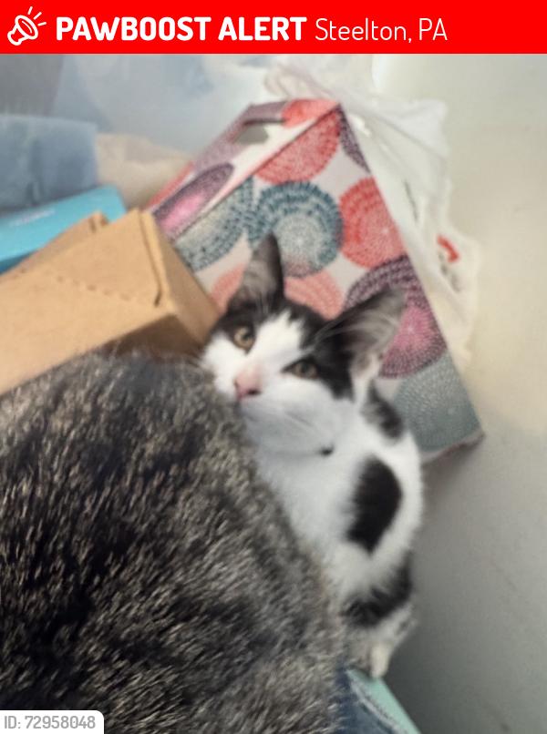 Lost Male Cat last seen N. 2nd & Franklin Streets Steelton, Pa, Steelton, PA 17113