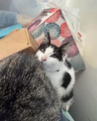 Lost Male Cat last seen N. 2nd & Franklin Streets Steelton, Pa, Steelton, PA 17113