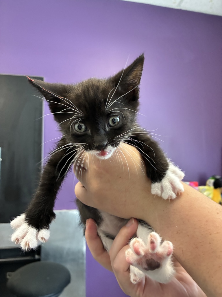Shelter Stray Female Cat last seen Near E 3745 S, MILLCREEK, UT, 84106, 511 W 3900 S, Salt Lake City, UT 84123, USA