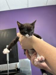 Shelter Stray Female Cat last seen Near E 3745 S, MILLCREEK, UT, 84106, Taylorsville, UT 84123
