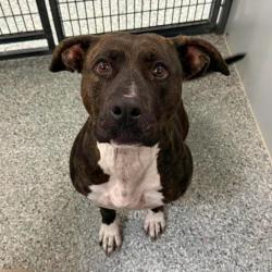 Shelter Stray Female Dog last seen UT, Taylorsville, UT 84123