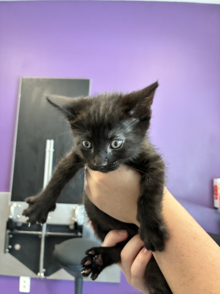 Shelter Stray Male Cat last seen Near E 3745 S, MILLCREEK, UT, 84106, 511 W 3900 S, Salt Lake City, UT 84123, USA