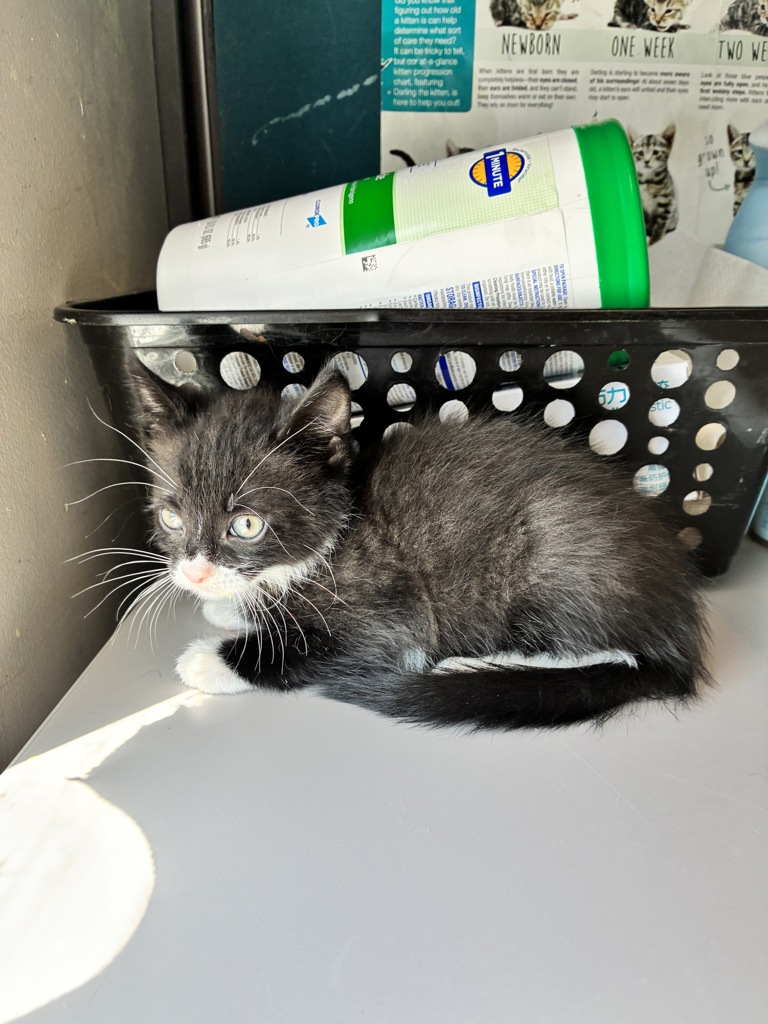 Shelter Stray Male Cat last seen Near E 3745 S, MILLCREEK, UT, 84106, 511 W 3900 S, Salt Lake City, UT 84123, USA
