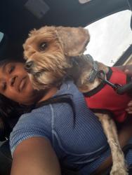 Reunited Male Dog last seen 43rd street, Chicago, IL 60653
