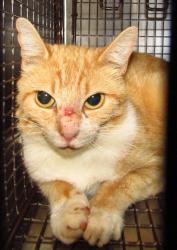 Shelter Stray Unknown Cat last seen Fitzgerald Drive, RALEIGH, NC, 27610, Raleigh, NC 27610