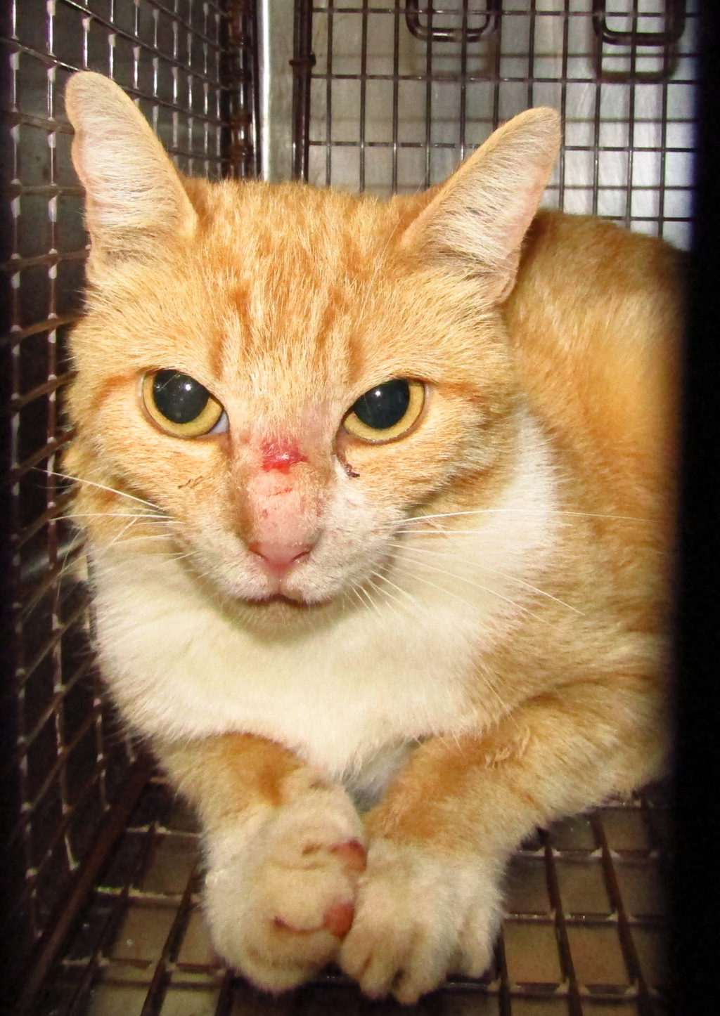 Shelter Stray Unknown Cat last seen Fitzgerald Drive, RALEIGH, NC, 27610, Raleigh, NC 27610
