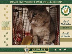 Shelter Stray Female Cat last seen Near W Point Drive, COCOA, FL, 32922, Melbourne, FL 32934