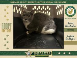 Shelter Stray Female Cat last seen FL, Melbourne, FL 32934