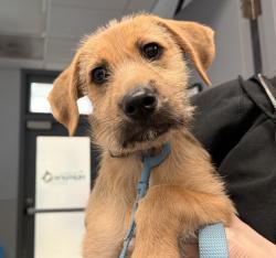 Shelter Stray Male Dog last seen Near Camino Del Rio N, San Diego, CA, 92108, San Diego, CA 92110