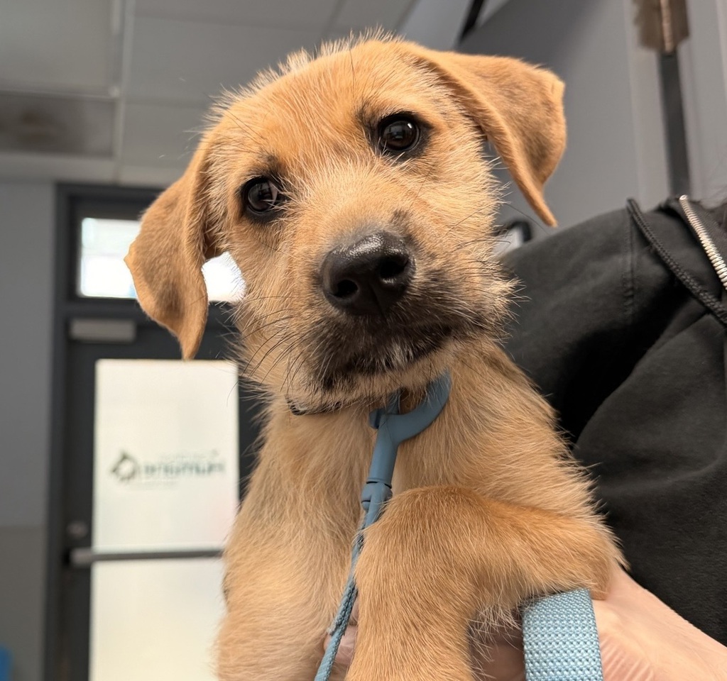 Shelter Stray Male Dog last seen Near Camino Del Rio N, San Diego, CA, 92108, San Diego, CA 92110