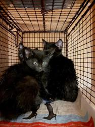 Shelter Stray Male Cat last seen Near Rm 1826, AUSTIN, TX, 78737, Austin, TX 78702