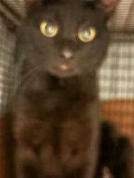 Shelter Stray Unknown Cat last seen Near Willow Street, AUSTIN, TX, 78702, Austin, TX 78702