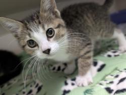 Shelter Stray Female Cat last seen Near N Blk Callow Avenue, BREMERTON, WA, 98312, Silverdale, WA 98383
