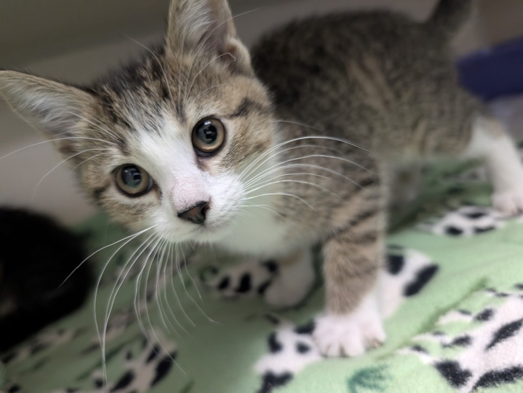 Shelter Stray Female Cat last seen Near N Blk Callow Avenue, BREMERTON, WA, 98312, Silverdale, WA 98383