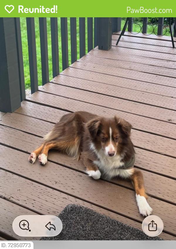 Reunited Male Dog last seen Bluff Ave and bell st, Sandy, OR 97009