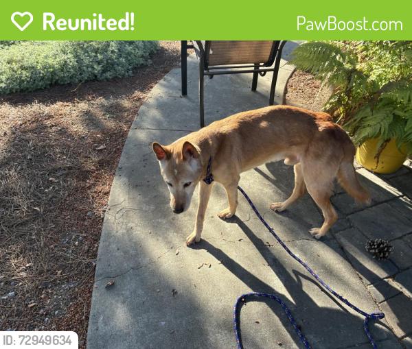 Reunited Male Dog last seen Fowler and Shaw, Clovis, CA 93611