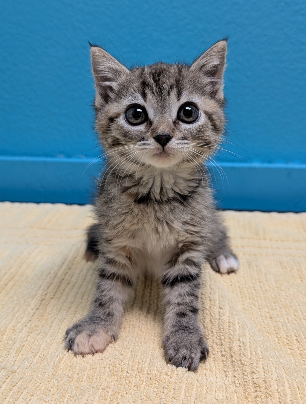 Shelter Stray Female Cat last seen Midway Drive, Escondido, CA, 92025, Escondido, CA 92027
