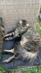 Reunited Male Cat last seen Old Town Elk Grove- Mardelle Way and Jan Marie Way, Elk Grove, CA 95624