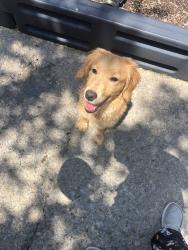 Found/Stray Male Dog last seen Parkview ter, Murfreesboro, TN 37130