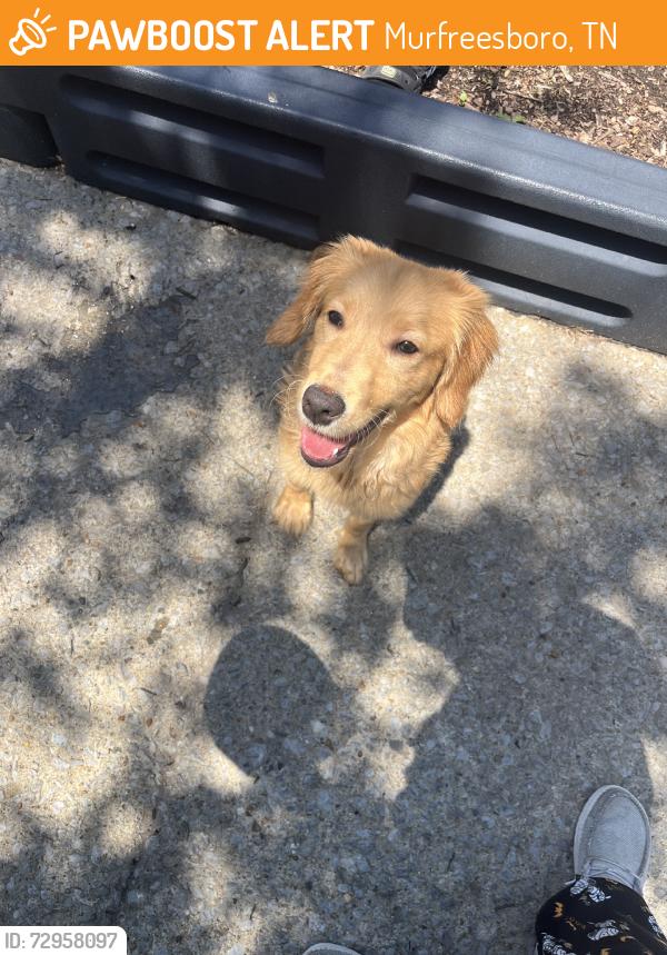 Found/Stray Male Dog last seen Parkview ter, Murfreesboro, TN 37130