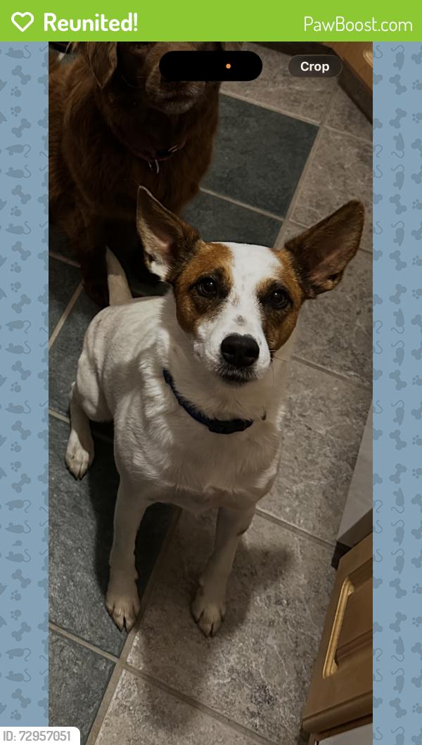 Reunited Male Dog last seen Boot rd, West Chester, PA 19380