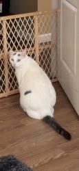 Lost Male Cat last seen Spring valley, Spring Valley, CA 91977