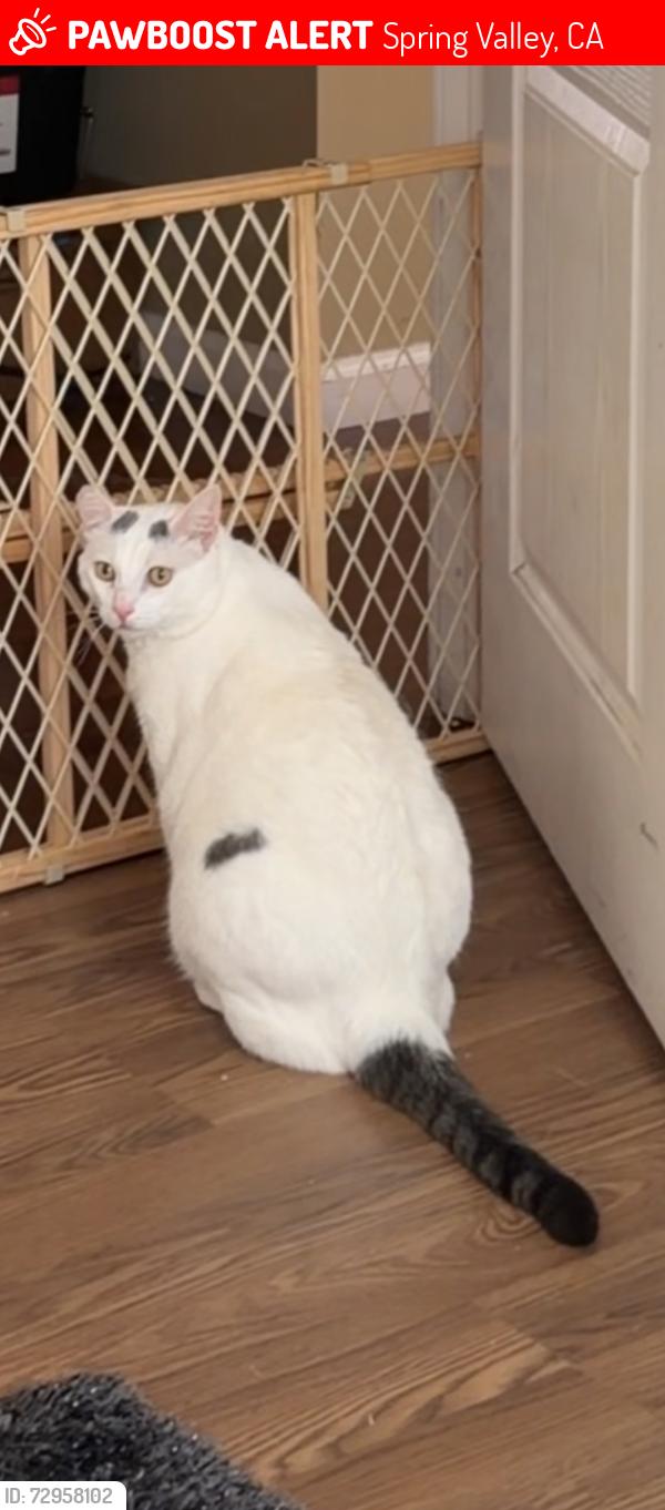 Lost Male Cat last seen Spring valley, Spring Valley, CA 91977