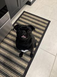 Lost Female Dog last seen Rich beem, El Paso, TX 79938
