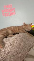Reunited Male Cat last seen Near Ramona Ter, Machesney Park, IL 61115