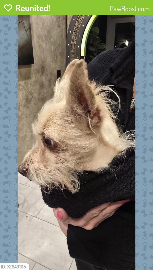 Reunited Female Dog last seen Lancaster Blvd & Fern (Zelda's), Lancaster, CA 93534