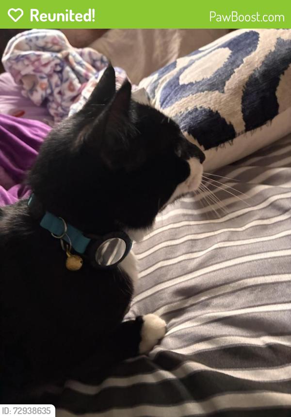 Reunited Male Cat last seen Near 50th st w sawgrass cove apmts , Bradenton, FL 34210