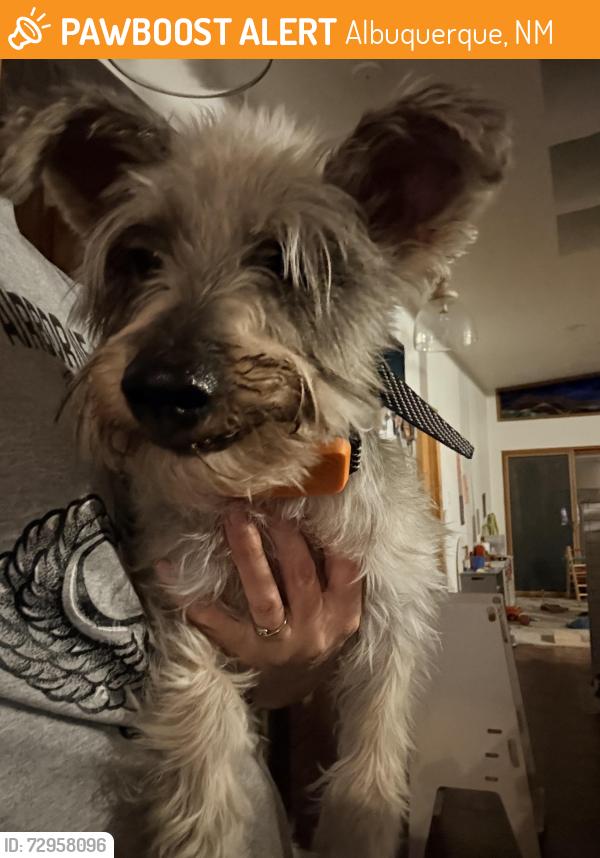 Found/Stray Unknown Dog last seen Lomas & Turner, Albuquerque, NM 87123