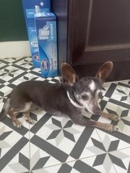 Reunited Female Dog last seen Glenbrook & Treasure Rd, Garland, TX 75041